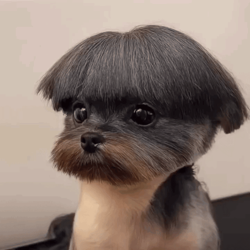 Buzz cut
